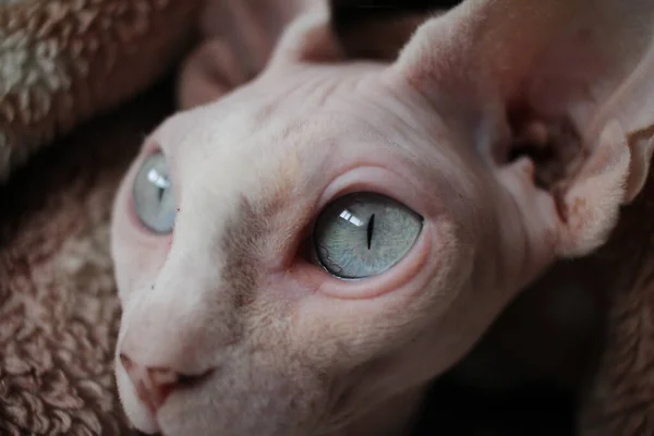 Esfinge Gato Careca Animal Escondido Olha Com Olhos — Fotografia de Stock