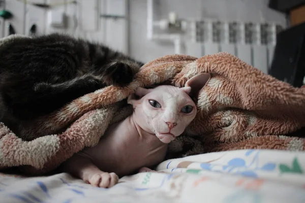 暖かい毛布の中に白い毛のない猫のスフィンクスの背中 — ストック写真
