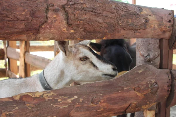 一只山羊把头伸出栅栏外看着农场的动物 — 图库照片