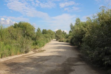 Yazın ormanda araba sürmek için boş bir toprak yol.