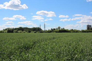Yazın tarımsal arazide çimlerin üzerinde yeşil çimenler.