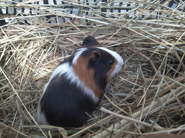 Pequeño Conejillo Indias Está Sentado Ratón Hierba —  Fotos de Stock