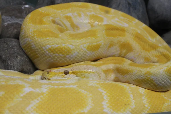 Serpent Jaune Venimeux Est Animal Reptile Dans Terrarium — Photo