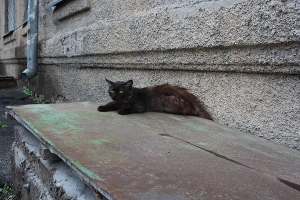 ふわふわの毛をした黒い野良猫細いホームレスの動物が通りに横たわっています — ストック写真
