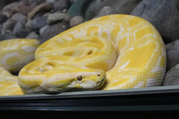 Una Serpiente Amarilla Venenosa Animal Reptil Terrario —  Fotos de Stock