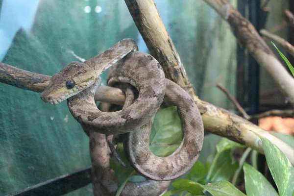 Víbora Serpiente Venenosa Reptil Animal Terrario —  Fotos de Stock
