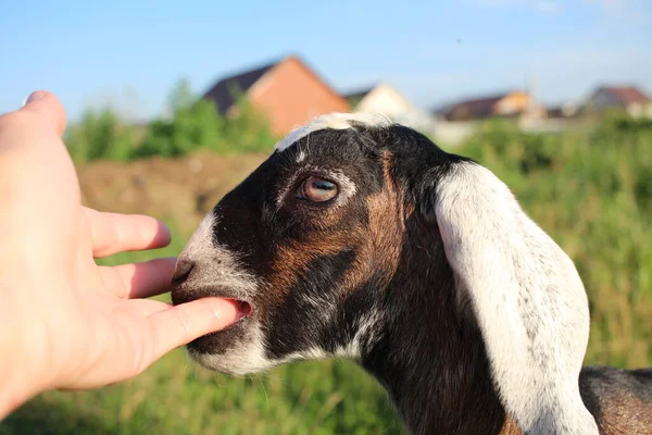 Animal Cabra Lambe Mão Homem Uma Fazenda — Fotografia de Stock