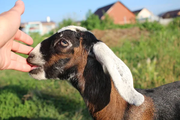 Animale Caprino Lecca Mano Uomo Una Fattoria — Foto Stock