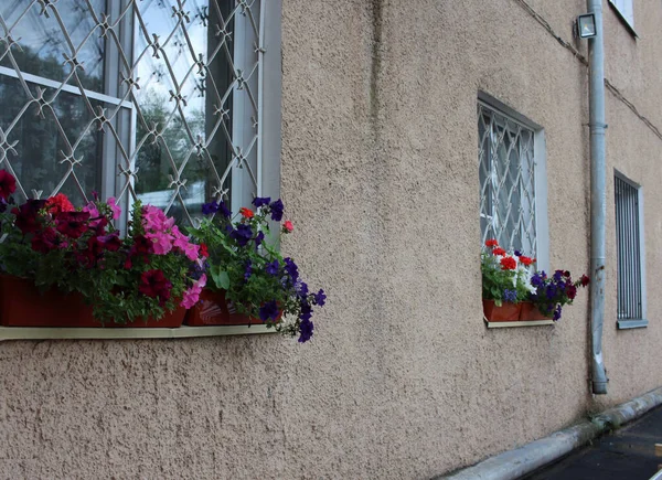窗户外面花瓶里的鲜艳的装饰花装饰着立面 — 图库照片