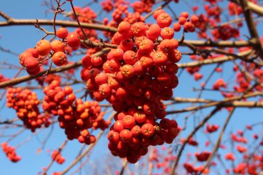 olgunlaşmış meyve suyu kırmızı dağ külleri bahçedeki dalların üzerinde