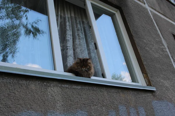 Pluizige Boze Kat Zittend Het Raam Kijkend Naar Straat — Stockfoto