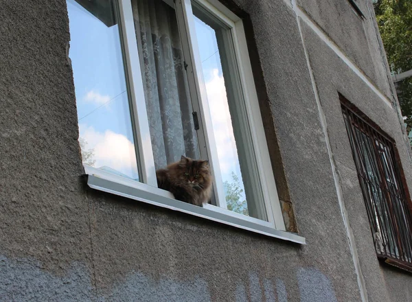毛绒绒的愤怒的猫坐在窗前看着街道 — 图库照片