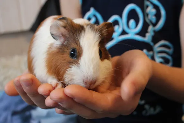 Cerdos Indias Roedores Esponjosos Mascotas Divertidas Las Manos Niño —  Fotos de Stock