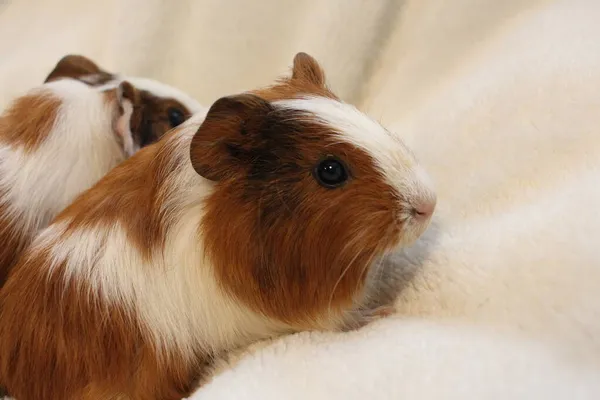 Flauschige Nagetiere Meerschweinchen Lustige Haustiere — Stockfoto