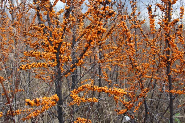 Mûr Juteux Baie Orange Argousier Sur Les Branches Dans Jardin — Photo