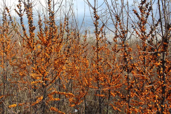Zralé Šťavnaté Bobule Pomerančový Rakytník Větvích Zahradě — Stock fotografie