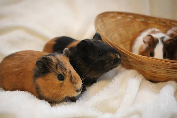 Flauschige Nagetiere Meerschweinchen Lustige Haustiere Sitzen Einem Korb lizenzfreie Stockbilder