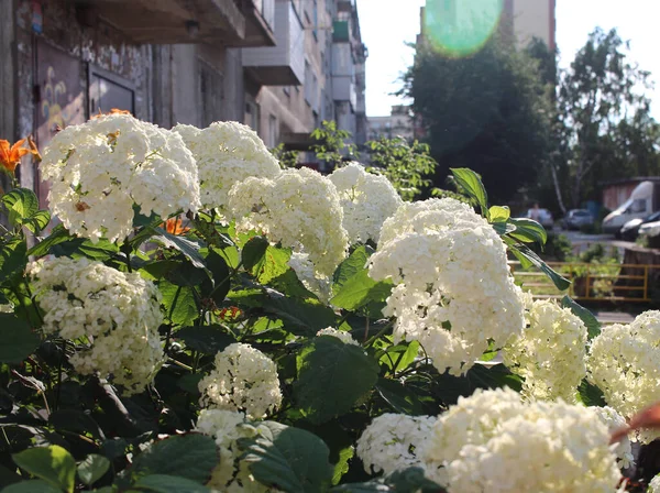 Яркие Белые Цветы Растения Газоне Саду Дому Украсить — стоковое фото