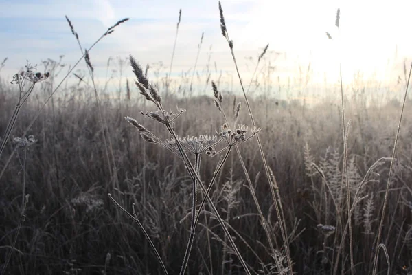 Frost Aus Schnee Auf Graszweigen Herbst — Stockfoto