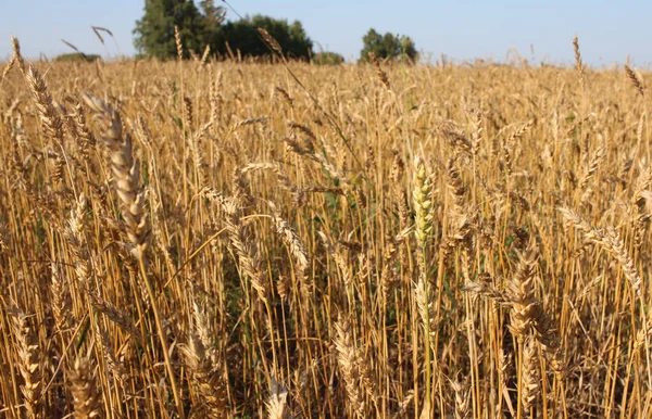 Field Harvest Ripe Wheat Ears Agricultural Activity Siberia — Stock Photo, Image
