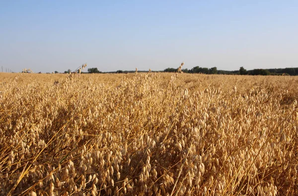 Veld Met Een Oogst Van Rijpe Tarwe Oren Landbouwactiviteit Siberië — Stockfoto