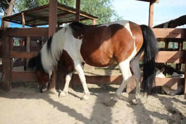 beautiful little horse in the paddock foal with a pony on the farm