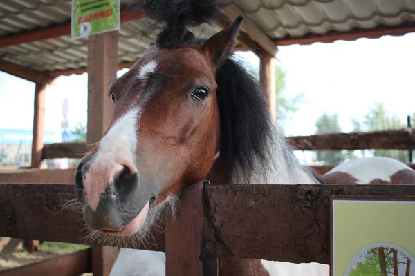 ロシア ノヴォシビルスク 2021 農場でポニーとパドックの森の中の美しい小さな馬 — ストック写真