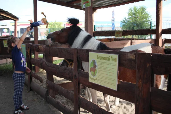 Russia Novosibirsk 2021 Girl Strokes Small Horse Paddock Foal Pony — Stock Fotó