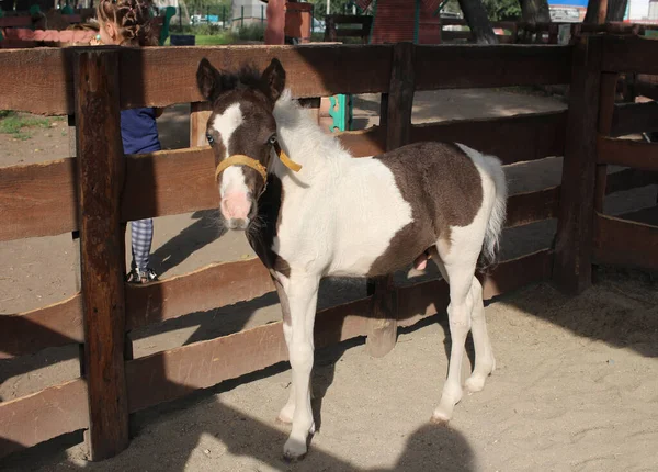 Russia Novosibirsk 2021 Beautiful Little Horse Paddock Foal Pony Farm — Stock Photo, Image