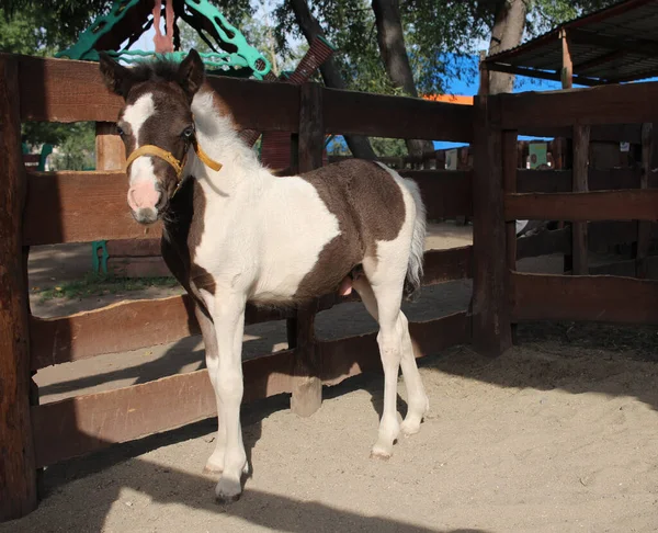 Russia Novosibirsk 2021 Beautiful Little Horse Paddock Foal Pony Farm — Stock Photo, Image