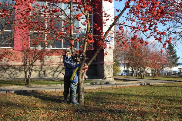 Russia Novosibirsk 2021 Small Children Boys Walk Autumn Park Laughing — 图库照片