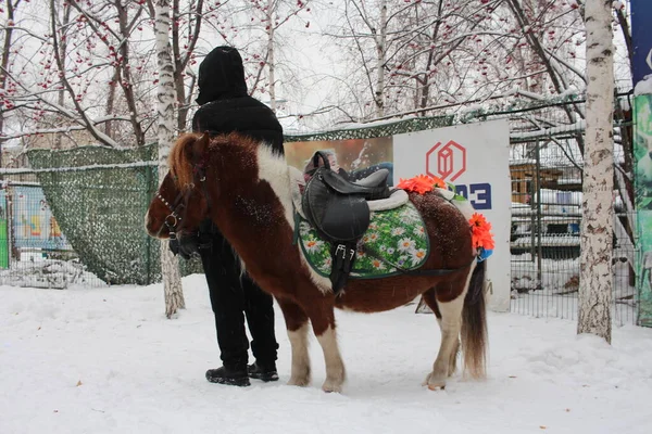 Russia Novosibirsk 2021 Man Small Horse Park Rides Tourists Winter — стоковое фото