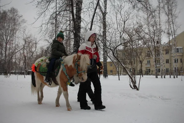 Russia Novosibirsk 2021 Woman Walks Small Horse Park Winter Pony — стоковое фото