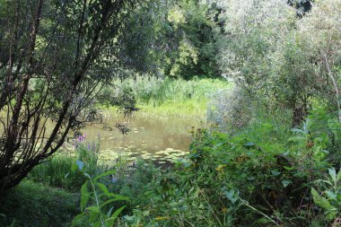 summer landscape of nature on the lake in the trees by the river for fishing