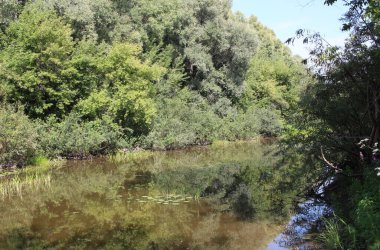summer landscape of nature on the lake in the trees by the river for fishing