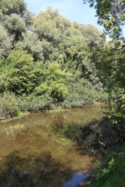 summer landscape of nature on the lake in the trees by the river for fishing