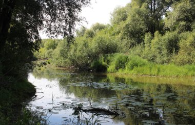 summer landscape of nature on the lake in the trees by the river for fishing