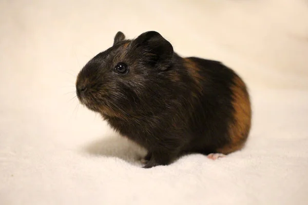 Small Guinea Pig Pet Rodents — 图库照片