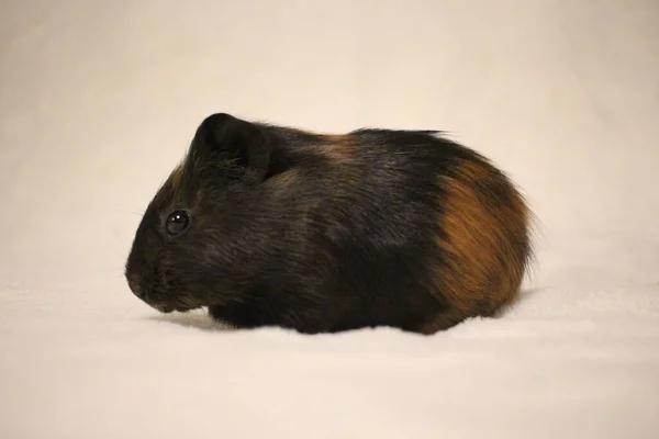 Small Guinea Pig Pet Rodents — Fotografia de Stock