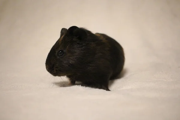 Small Guinea Pig Pet Rodents — Stock Photo, Image