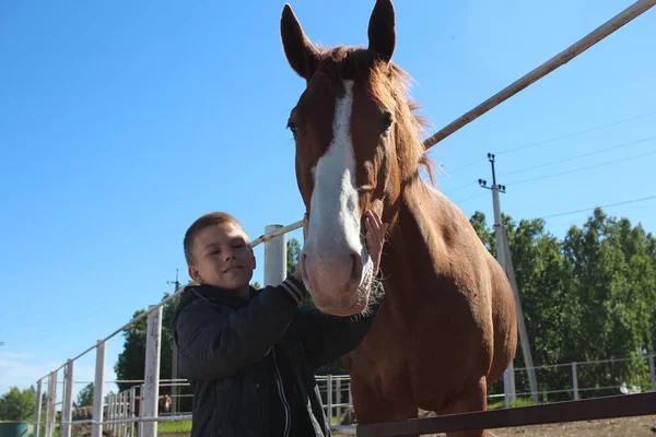 Russia Novosibirsk 2021 Boy Hugs Horse Farm Child Animal Friends — Fotografia de Stock