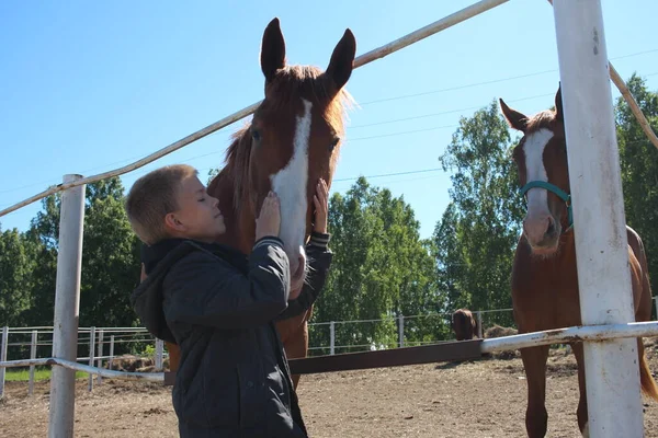 Russia Novosibirsk 2021 Boy Hugs Horse Farm Child Animal Friends — стоковое фото