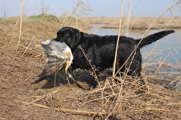 Охотничья Собака Лабрадор Поймал Птицу Поле — стоковое фото