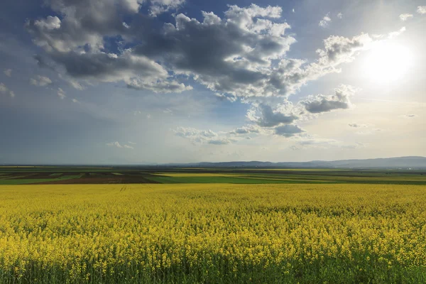 Canola πεδίο και συννεφιασμένο ουρανό — Φωτογραφία Αρχείου