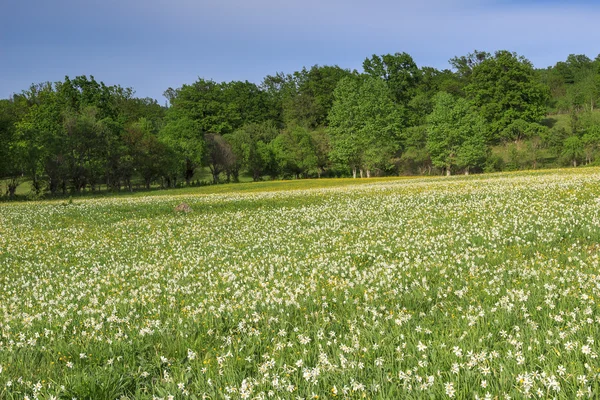 Campos de daffodil e floresta na primavera — Fotografia de Stock