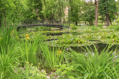 Nilüfer çiçekleri ve Şehir Parkı bir su birikintisi üzerinde yaya köprüsü
