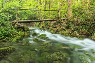 ahşap köprü ve gevezelik dere orman, beusnita Milli Parkı, Romanya