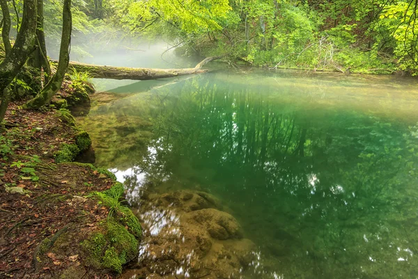 Misty morning and misty river in Beusnita National Park, Romania — стоковое фото