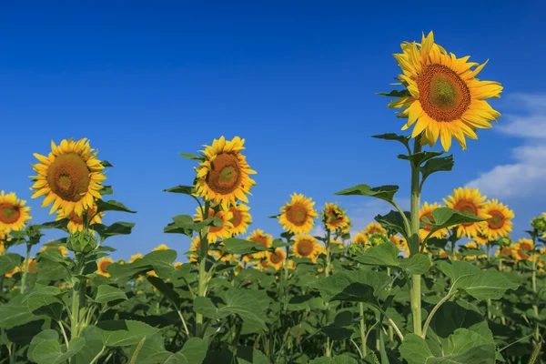 Schöne Sonnenblumen auf dem Feld und blauer bewölkter Himmel — Stockfoto