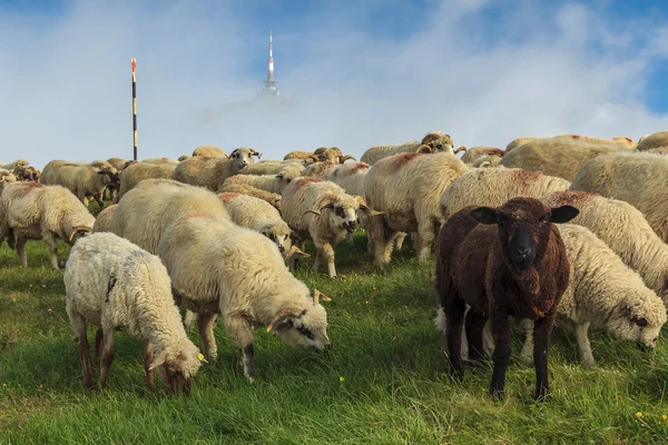 Herd of sheep on beautiful mountain meadow,Carpathians,Romania — Stock Photo, Image